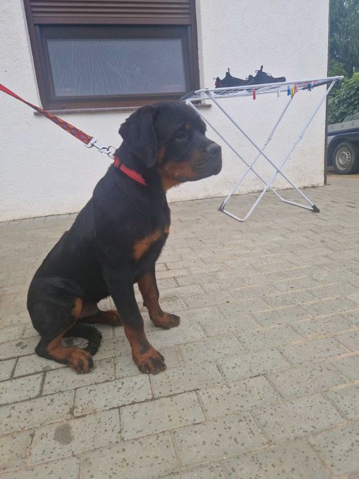 Szczenię rottweiler ZKWP FCI 6 miesięczny piesek.