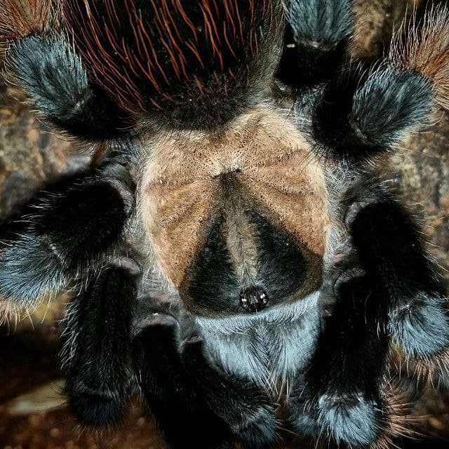 Brachypelma emilia самка павука птахоїда для новачків