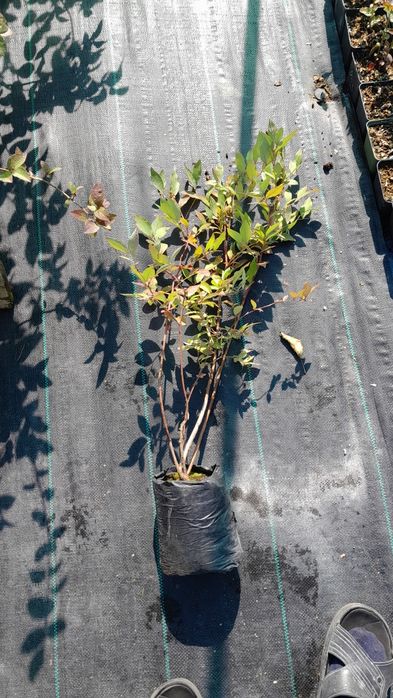 Лохина. Саджанці Лохини. Малина. Ожина