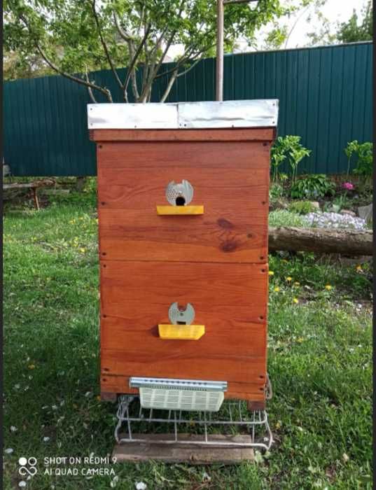 Продам бджоли (бджолосім'ї) та вулики