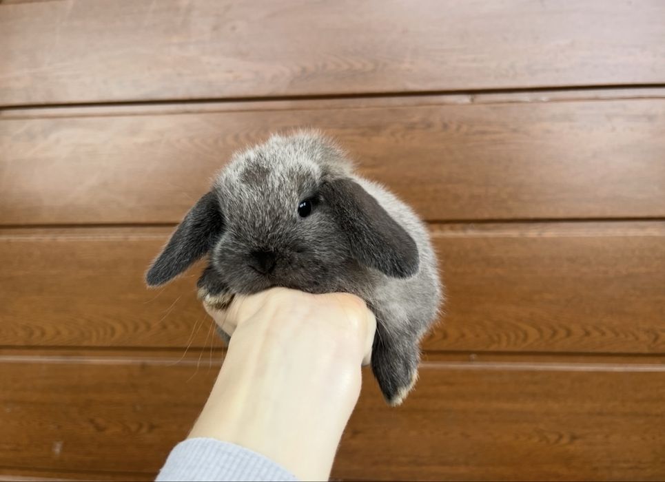 Karzełki Baranki - Mini Lopy - Rodowód