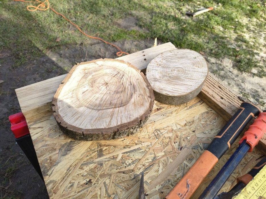 Plastry drzewa orzech