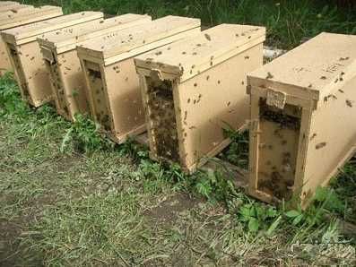 Продам Бджолопакети Пчелопакеты Карпатка Пчелосемьи