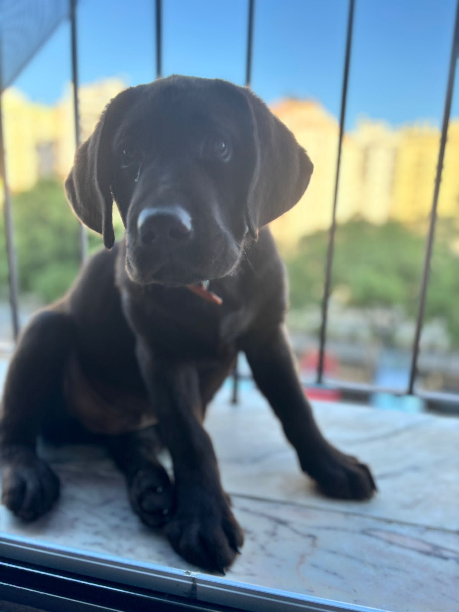 Labrador Retriever Inglês Chocolate – LOP – 12 Semanas – Macho Puro