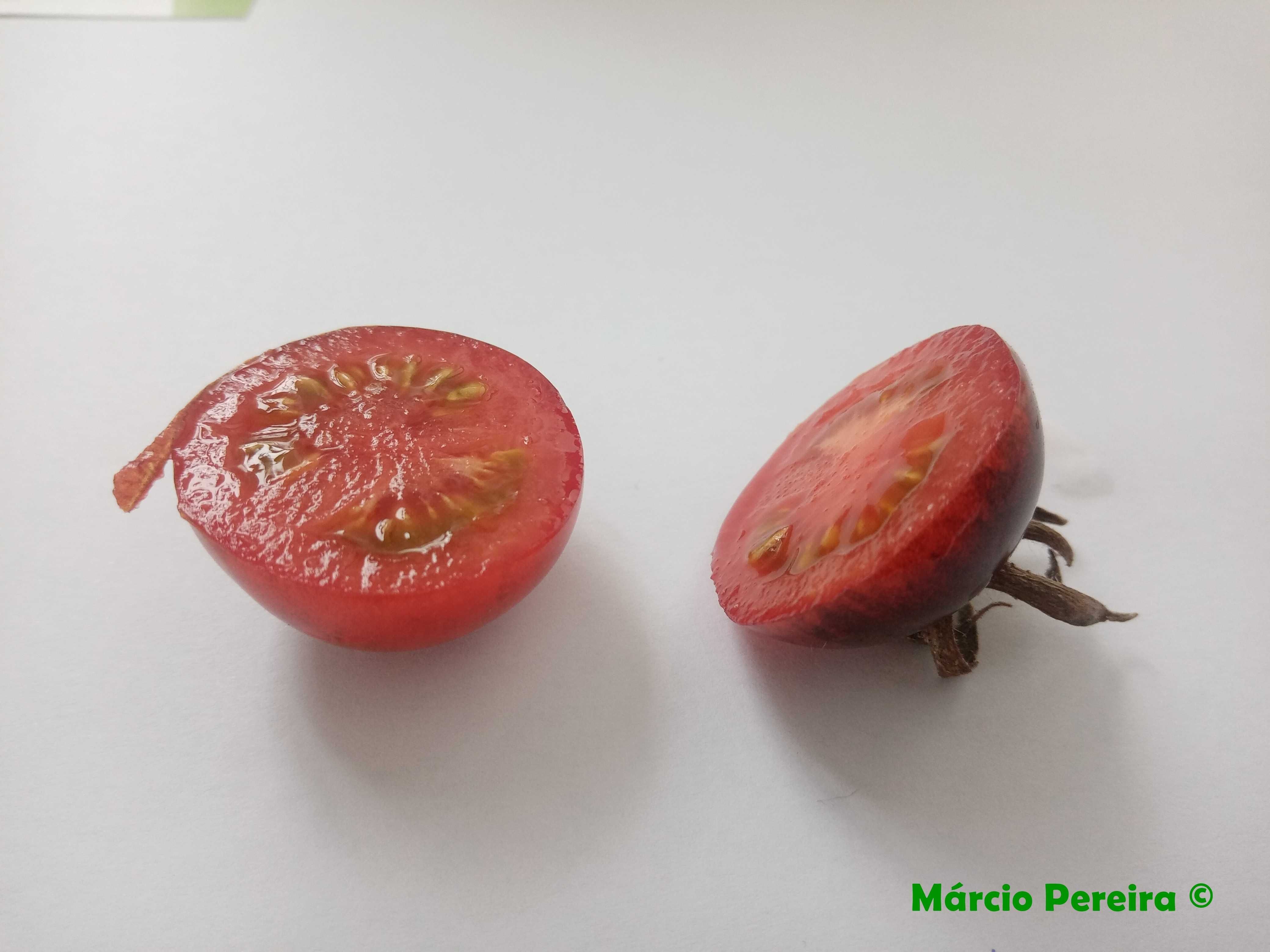 Tomate Osu Blue Sementes Variedade Rara