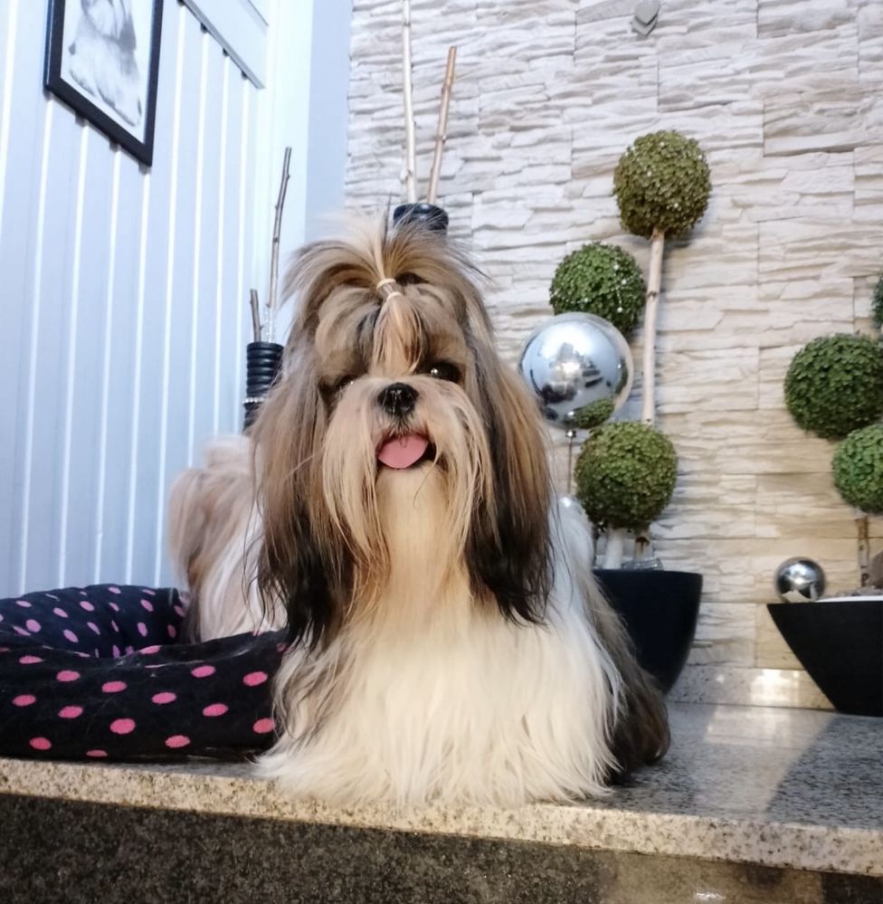 Shih tzu - rodowodowe