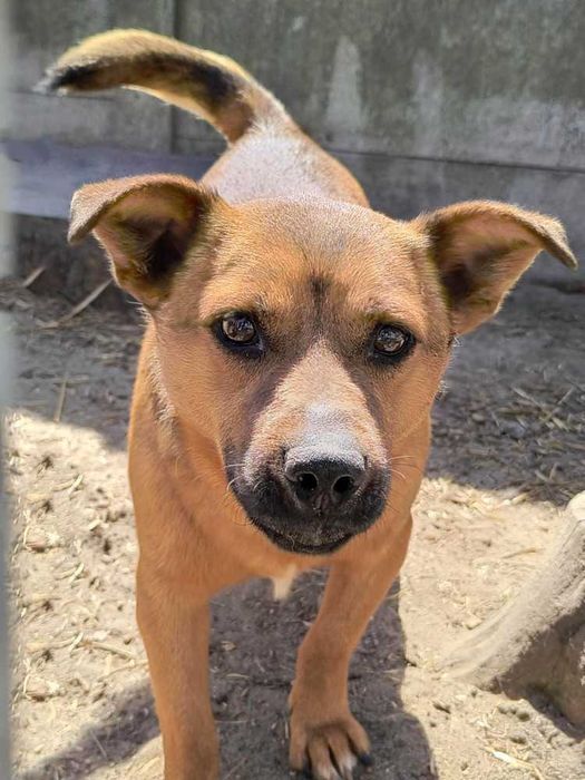 104996 Kiler tylko odpowiedzialna adopcja