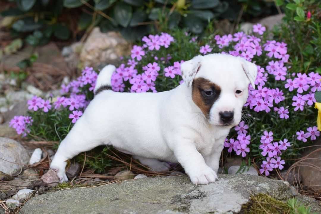 Suczka Szczeniak Jack Russell Terrier