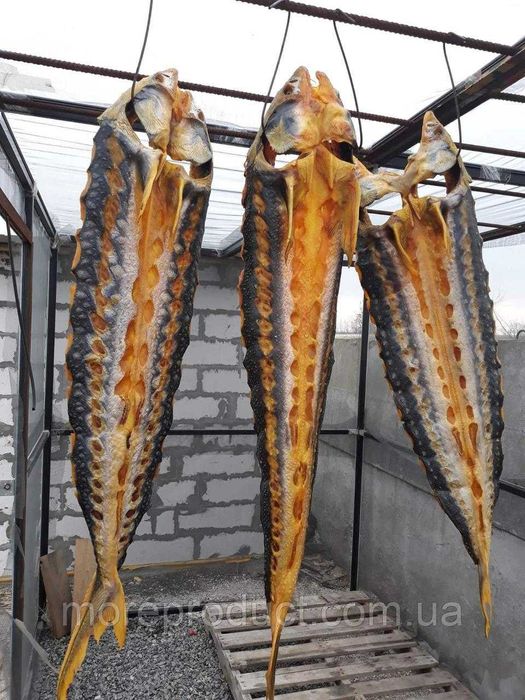 Осетр холодного копчення (тушки +-1кг), ціна за 1кг