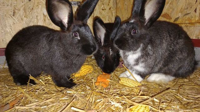 Młode króliki, 4 miesiące, Samce, Do dalszej hodowli