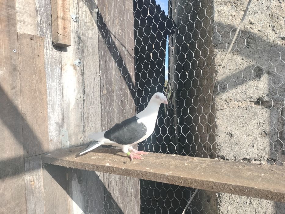 Sprzedam gołębie ozdobne