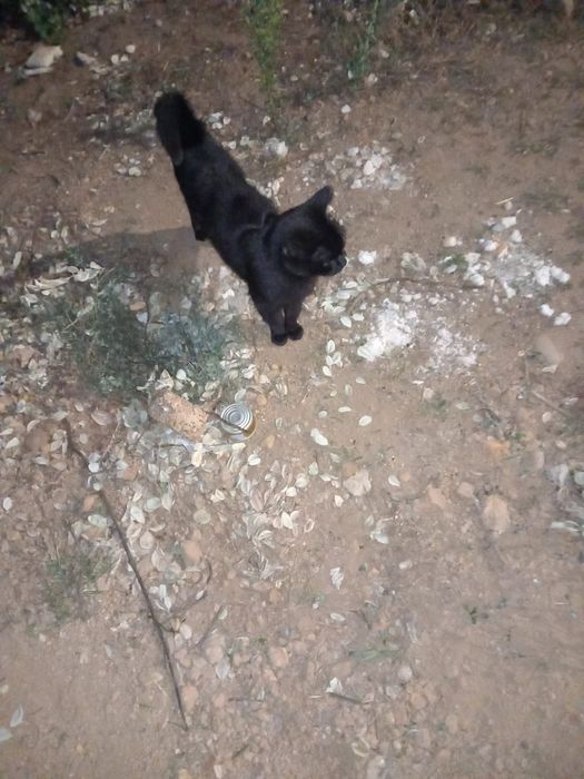 Gato para adoção responsável