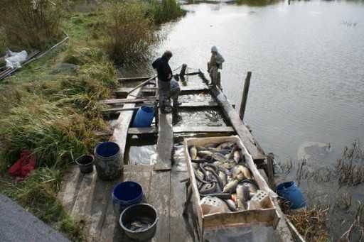 tołpyga kroczek od 18 do20 od25 do30cm 15zł 20zł 1szt