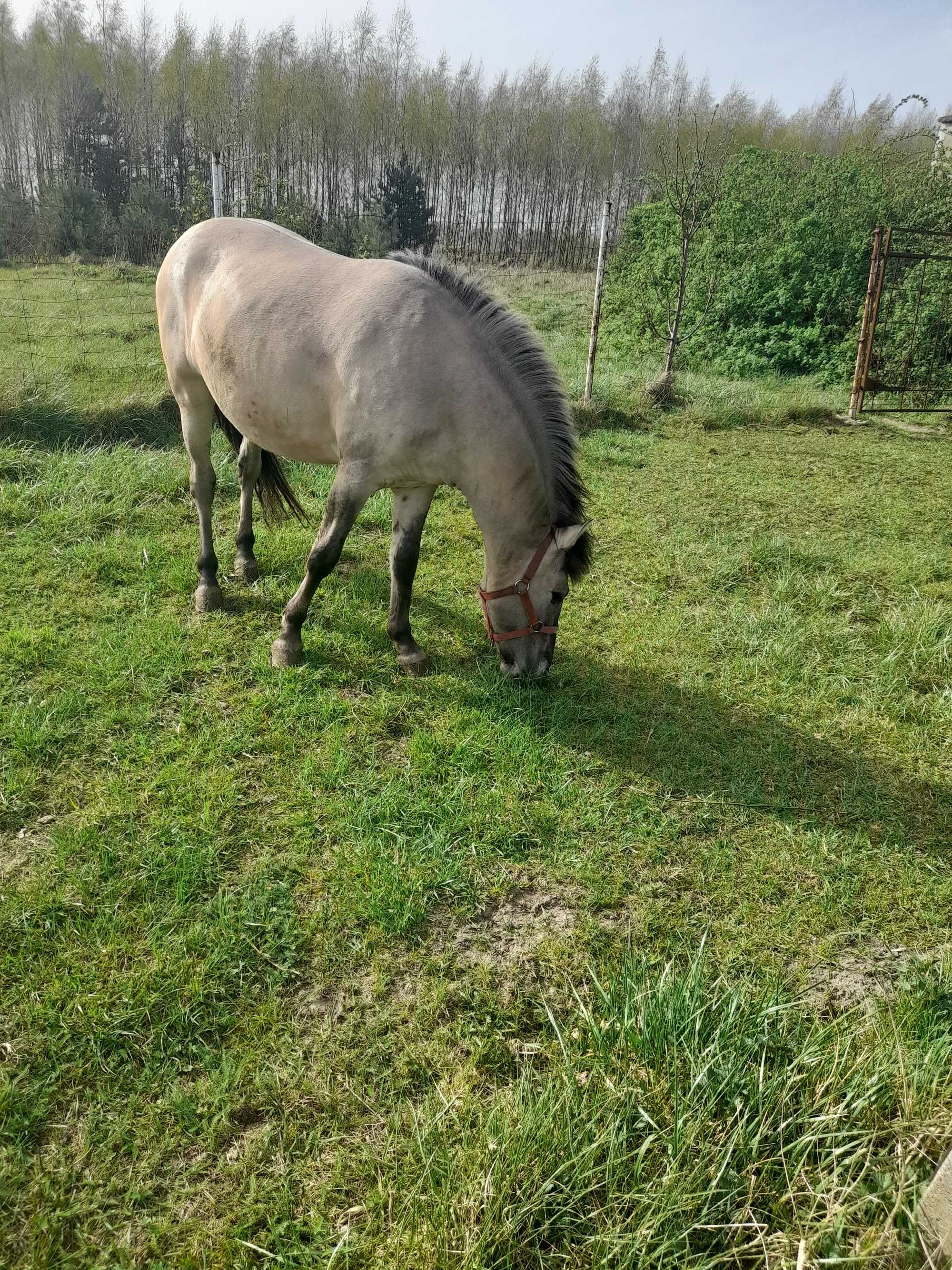 Konik polski ogierek