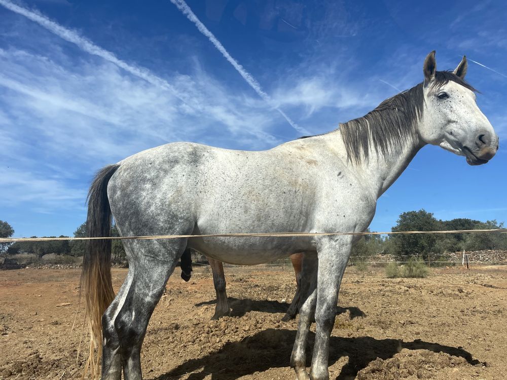 PREÇO FINAL Cavalo obstáculos 6 anos POSSO TROCAR POR VACAS, OVELHAS, CARRO OU MOTA