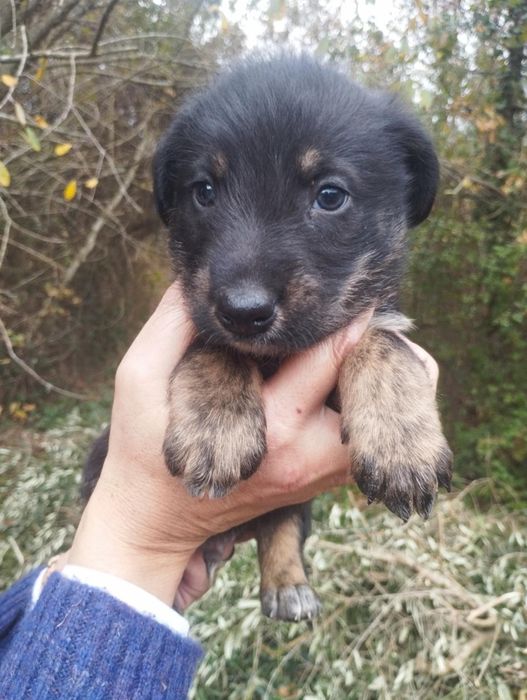Neco para adoção muito responsável