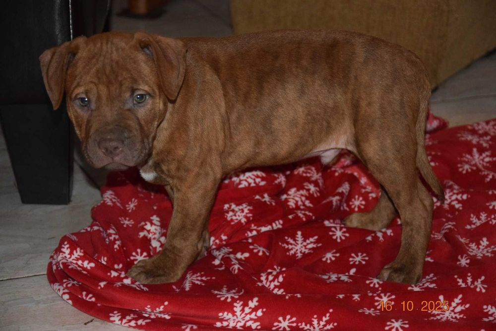 Szczeniak American pit bull terrier, pitbull