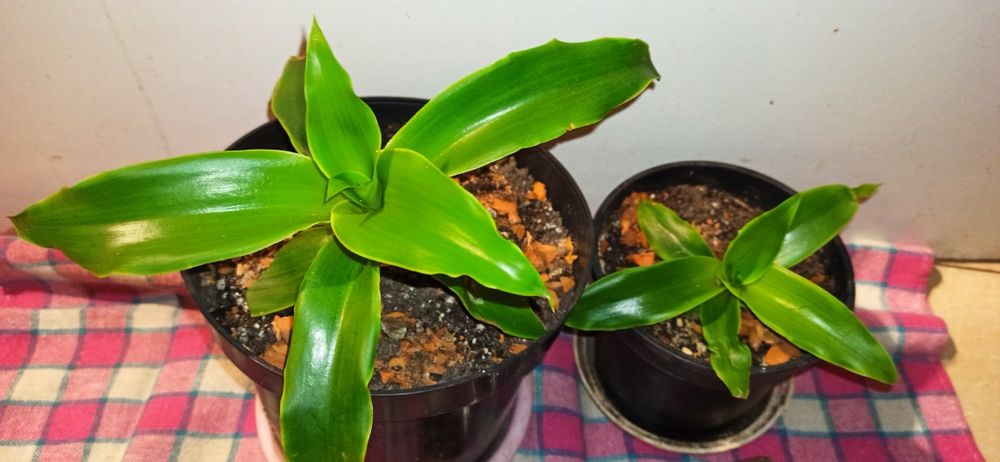 Złoty Wąs, Callisia Fragrans