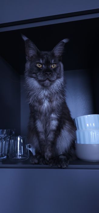 Продается кот породы Мейн кун