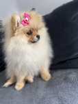 Szpic miniaturowy Pomeranian 6 miesięcy