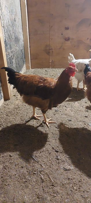 Молодые петушки Доминанта