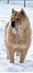 Chow Chow suczka