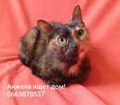 ласковая добрая кошечка Анжелика ищет семью!