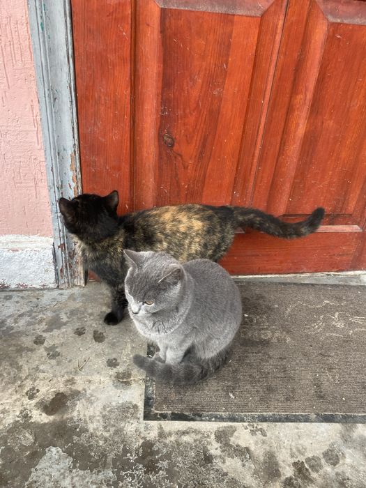 Віддам котиків в добрі руки мама британка