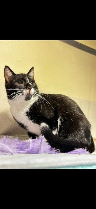 Cudowne 7 msc kocurki szukaja domków