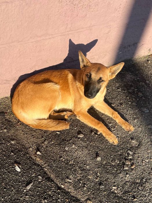 Шукає домівку красуня