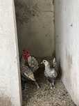 Casal de galinhas sebright prata