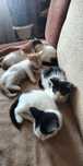 Cudne wesołe kociaki do adopcji