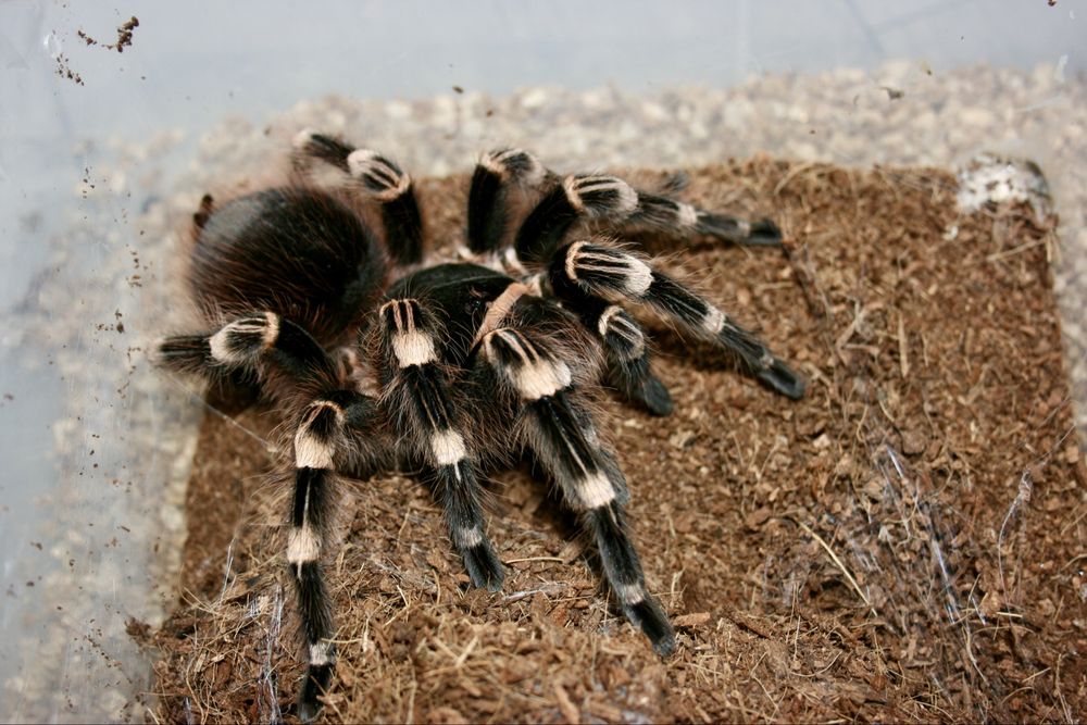 Acanthoscurria geniculata samica
