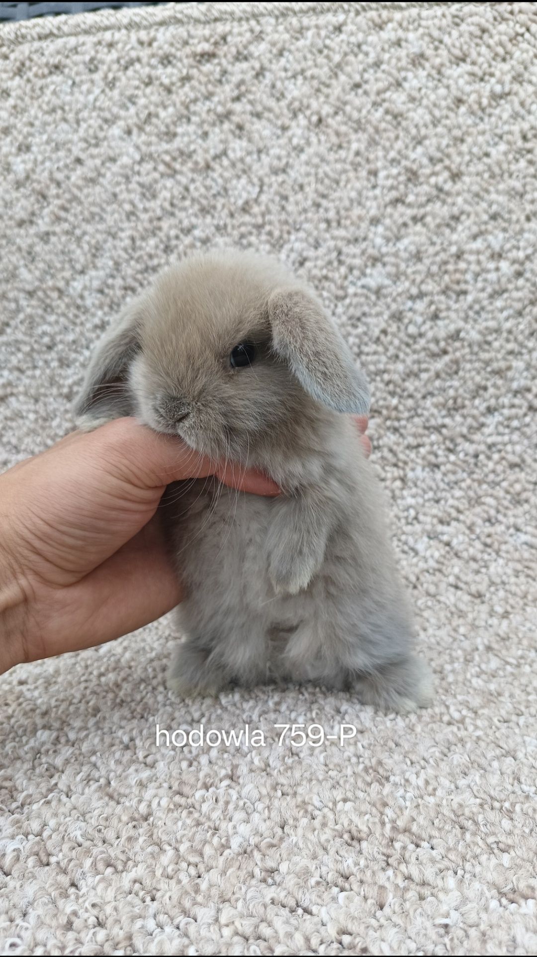 Mini lop króliki karzełek miniaturka baranek hodowla
