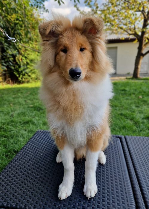 Owczarek szkocki collie długowłosy, piesek z badaniami po Championach!