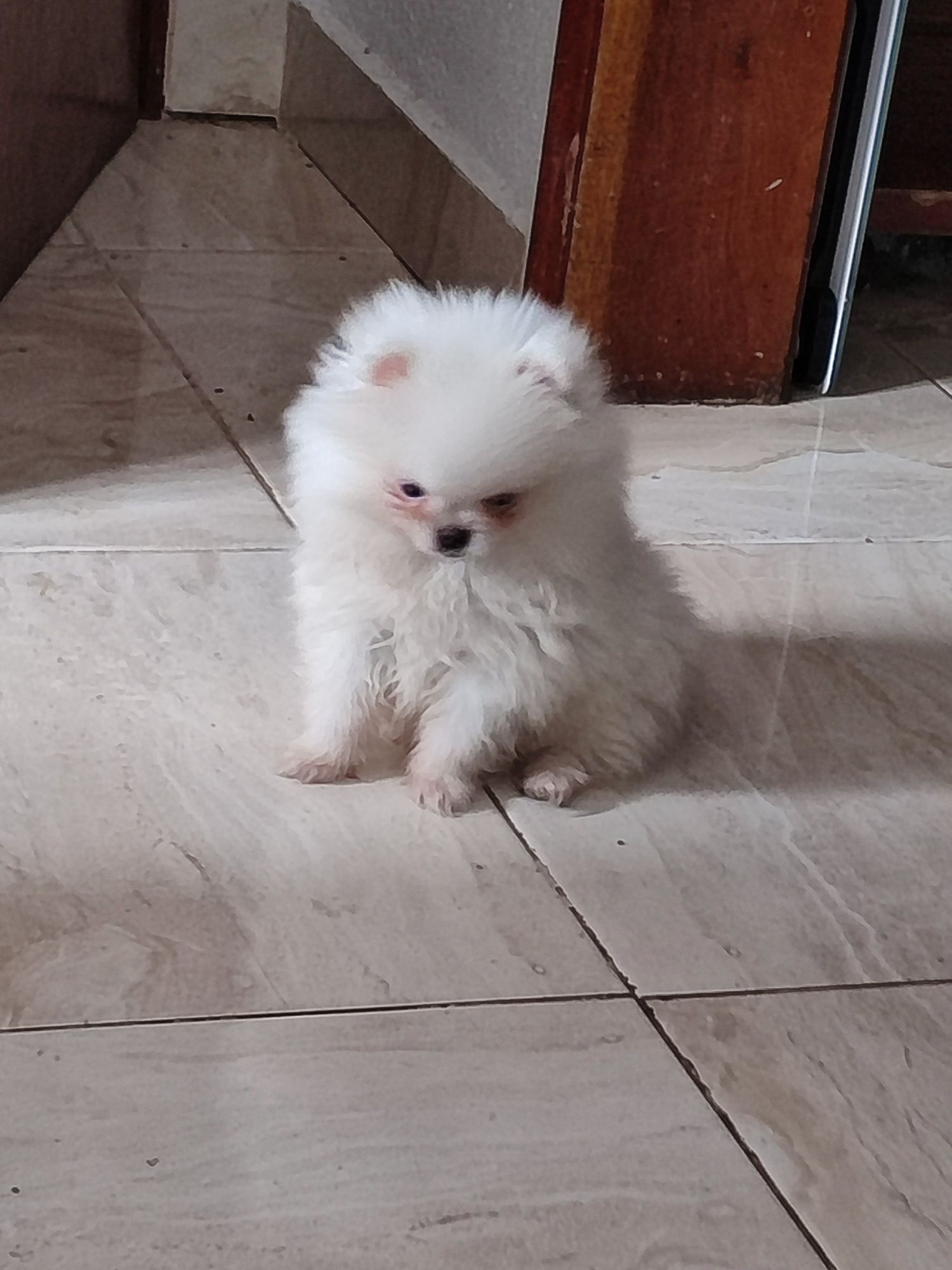 Lulu da Pomerânia Spitz fêmea branquinha