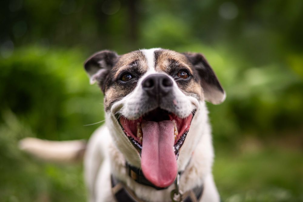 Poznaj Przecinka - chodzącą psią radość!
