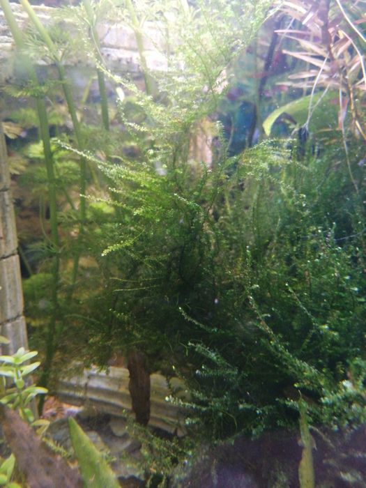 Kit plantas para aquário