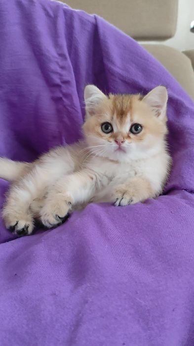 Шикарные прямоухие вислоухие котята золотая шиншилла мальчик девочка