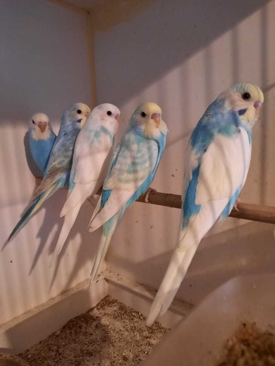 Идеальные питомцы: волнистые попугаи для любителей пернатых друзей