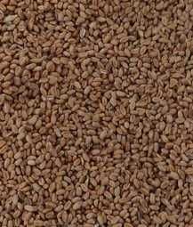 Продам зерно пшениці (пшениця, пшеницю) та Ячмінь