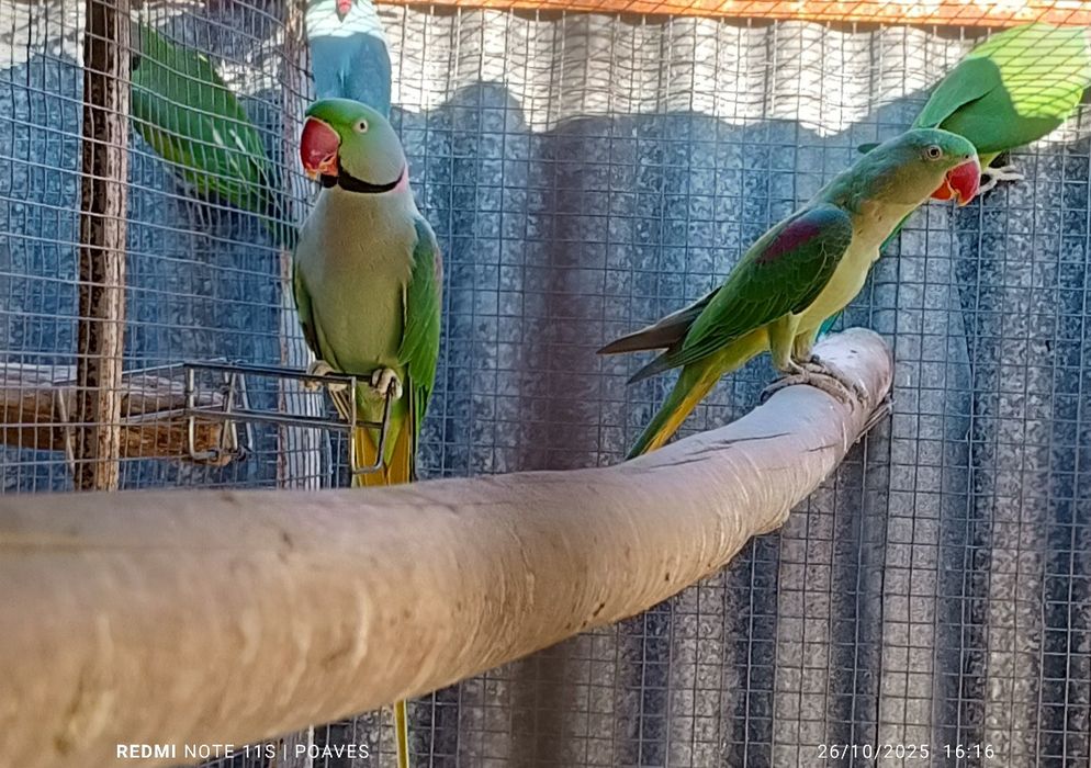 Alexandrinos e mustaches