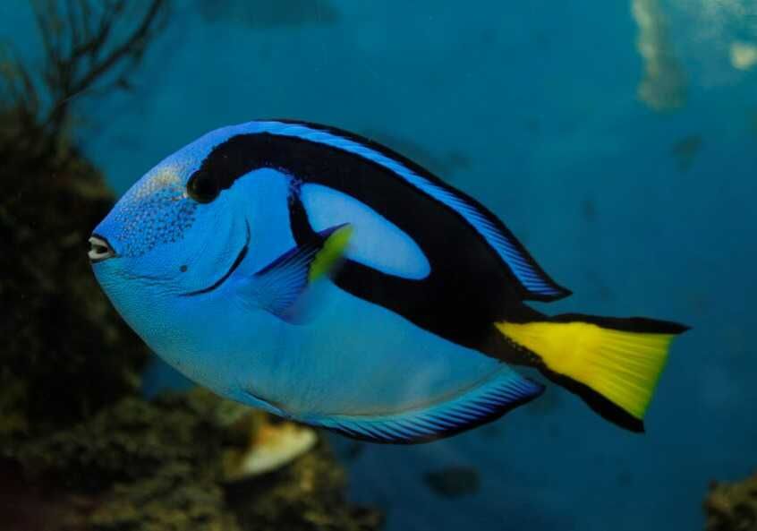 Paracanthurus hepatus morskie