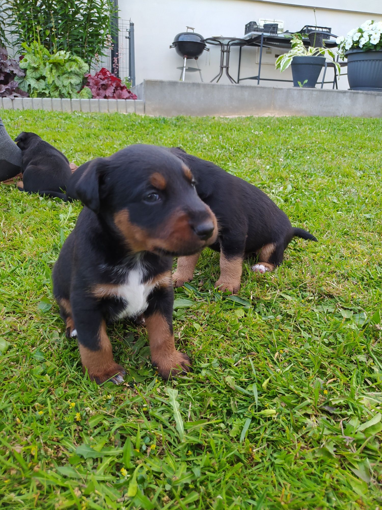 Terrier Niemiecki oddam w dobre ręce