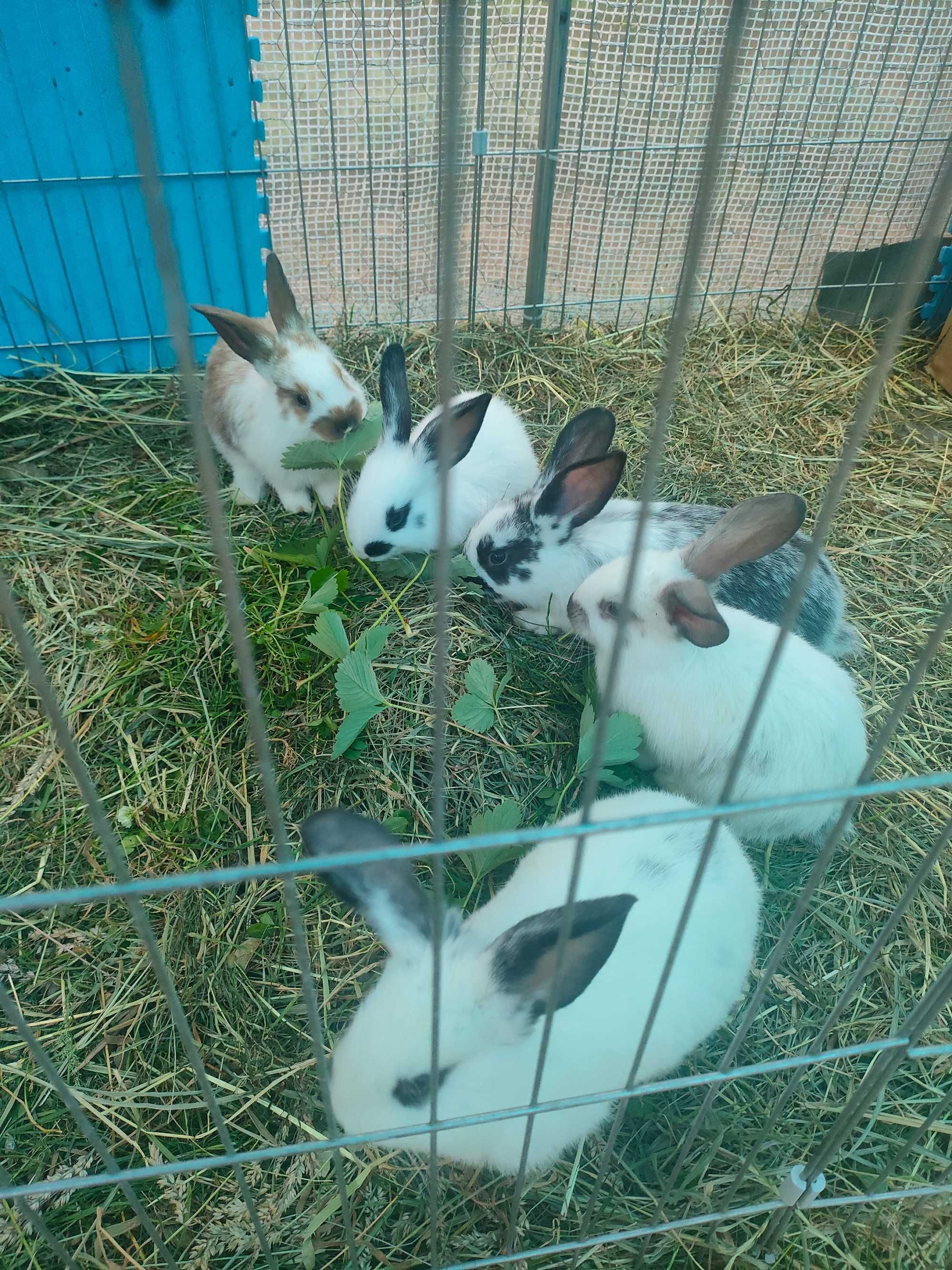 Oddam kroliki w dobre ręce- powiat otwocki
