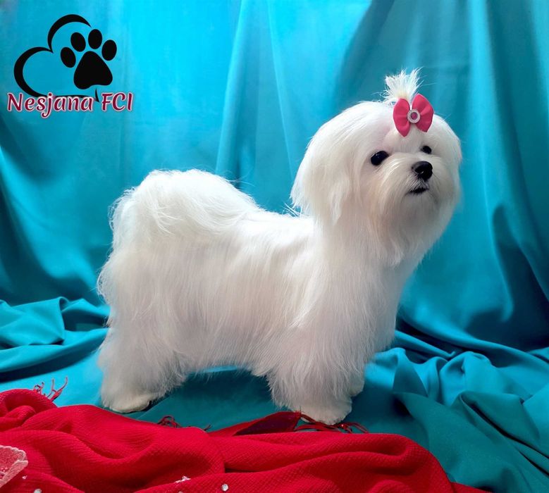 Suczka Maltańczyk - malutka !!! bardzo urocza, rod ZKwP=FCI