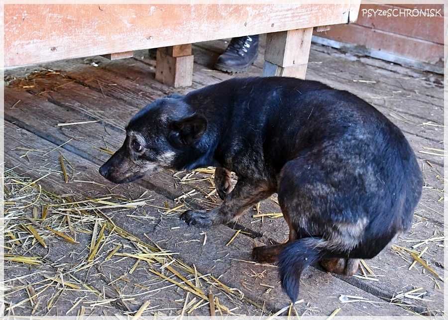 Bójka – przerażona, schowana przed światem potrzebuje pomocy