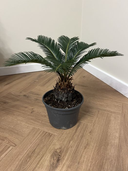 Цикас революта пальма
