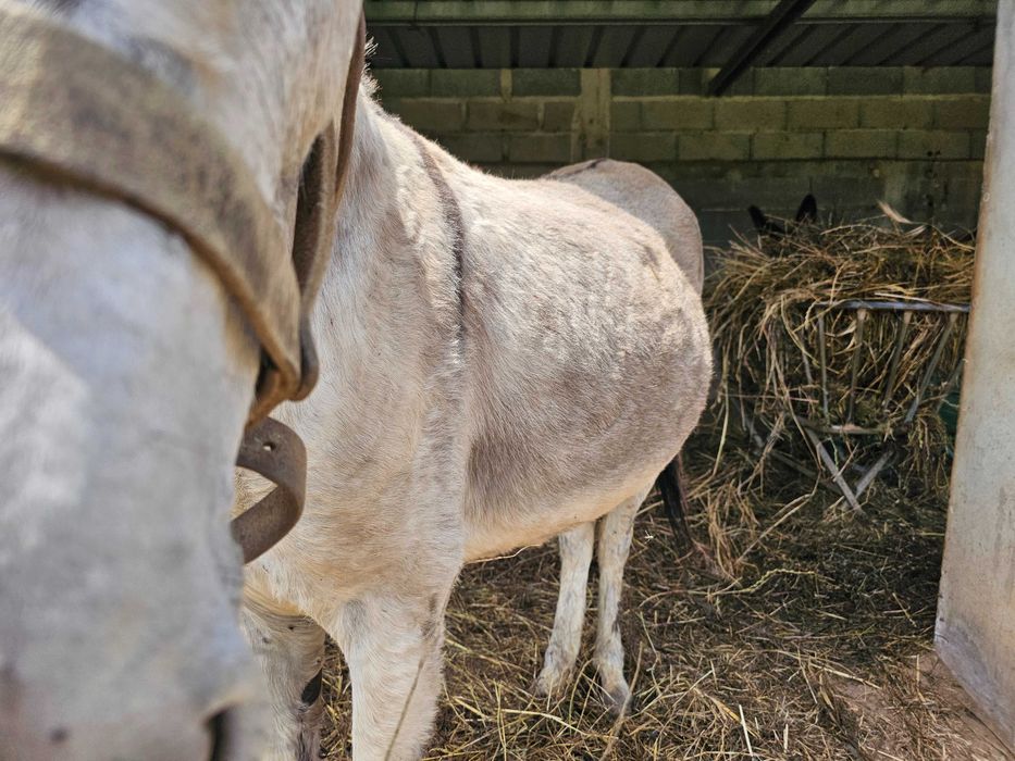 vendo duas burras mansas