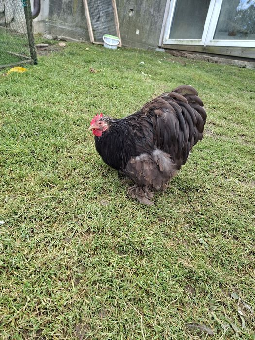 Karzelek kochin sprzedam